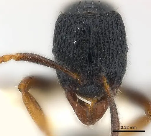 Holcoponera atrata specimen