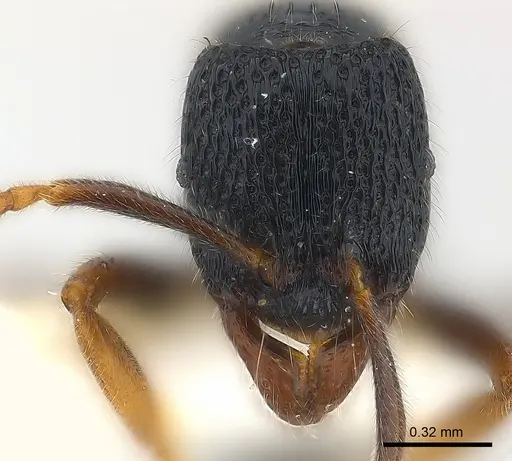 Holcoponera atrata specimen