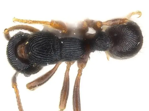 Holcoponera bisulca specimen