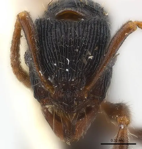 Holcoponera bisulca specimen