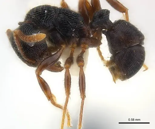 Holcoponera bisulca specimen