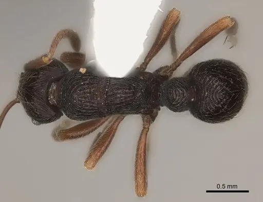 Holcoponera bisulca - CASENT0217484