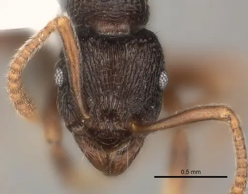 Holcoponera bisulca - CASENT0217484