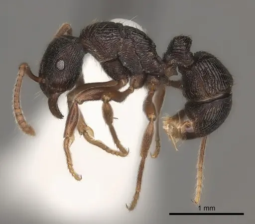 Holcoponera bisulca - CASENT0217484