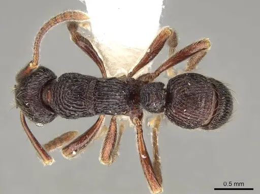 Holcoponera bisulca - CASENT0281521