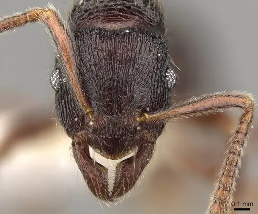 Holcoponera bisulca - CASENT0281521