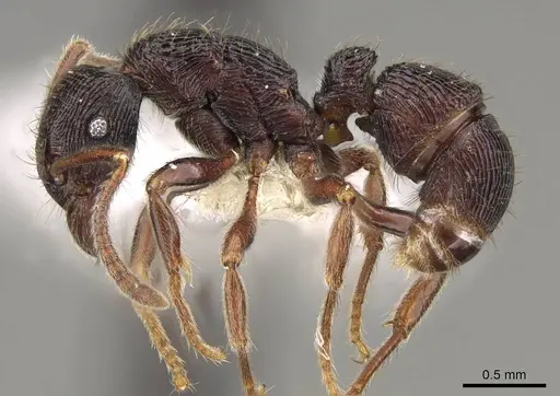 Holcoponera bisulca - CASENT0281521