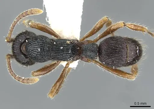 Holcoponera bisulca - CASENT0911161