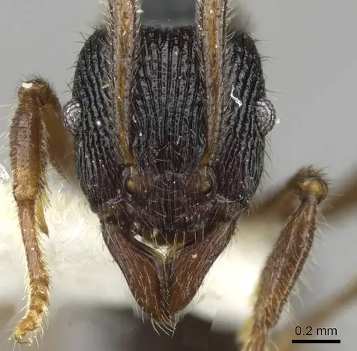 Holcoponera bisulca - CASENT0911161