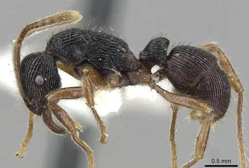 Holcoponera bisulca - CASENT0911161