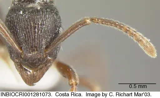 Holcoponera bisulca - INBIOCRI001281073