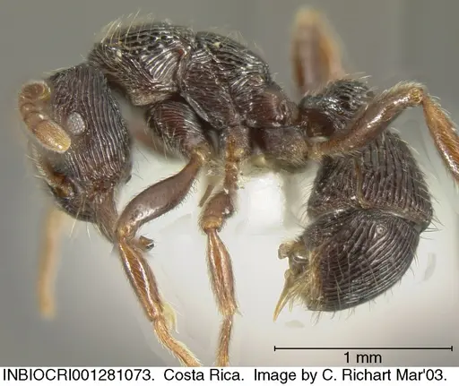 Holcoponera bisulca - INBIOCRI001281073