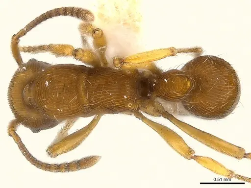 Holcoponera brunnea specimen