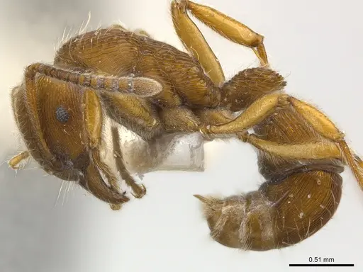 Holcoponera brunnea specimen