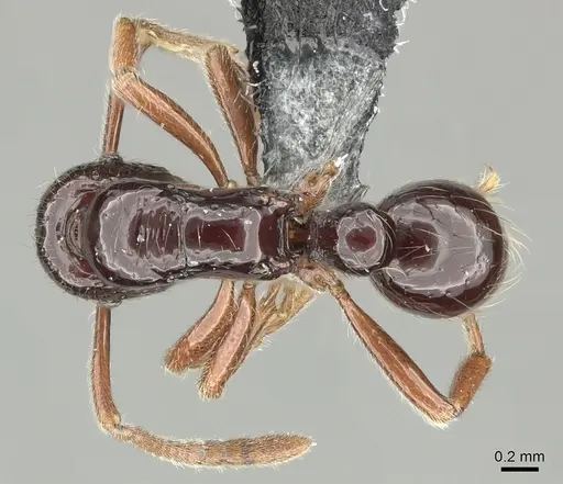 Holcoponera crenaticeps specimen