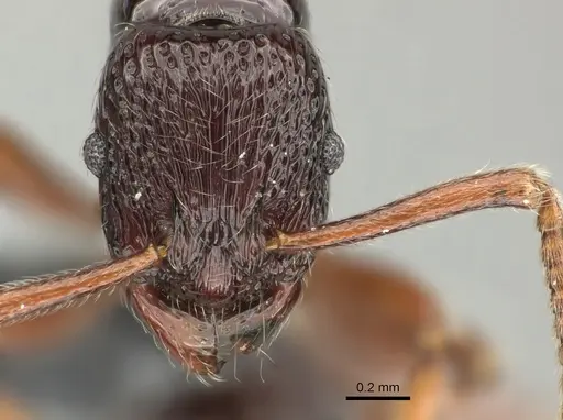 Holcoponera crenaticeps specimen
