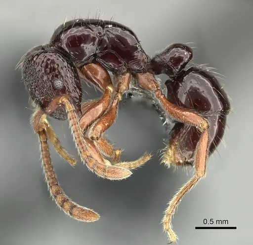 Holcoponera crenaticeps specimen