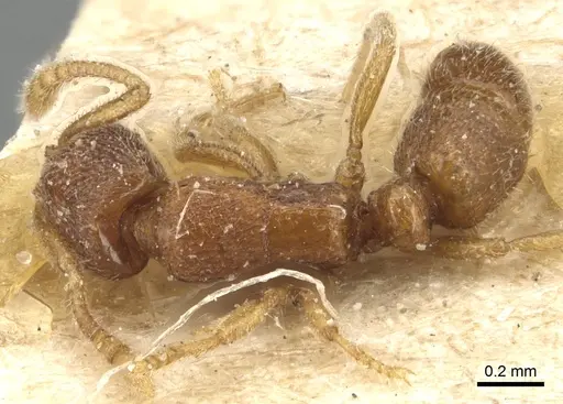 Holcoponera epinotalis specimen