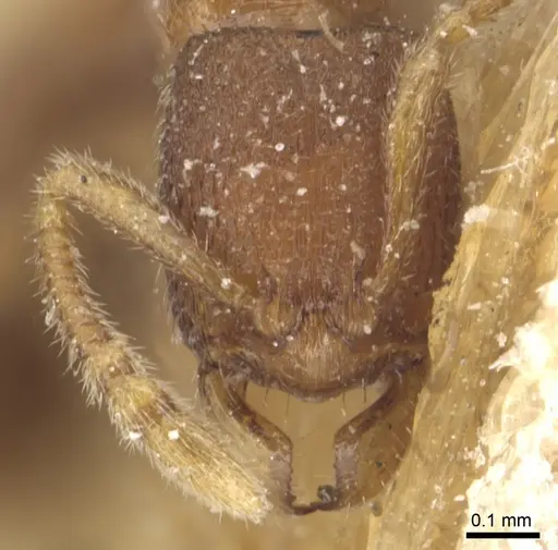 Holcoponera epinotalis specimen