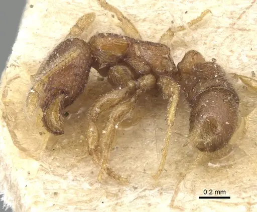 Holcoponera epinotalis specimen