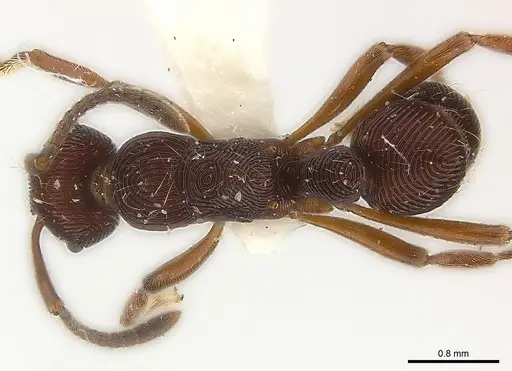 Holcoponera extra specimen