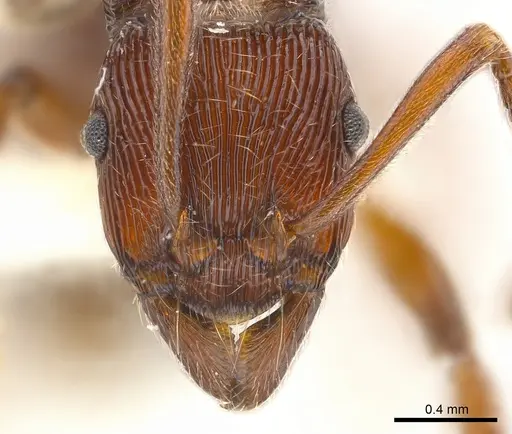 Holcoponera extra specimen