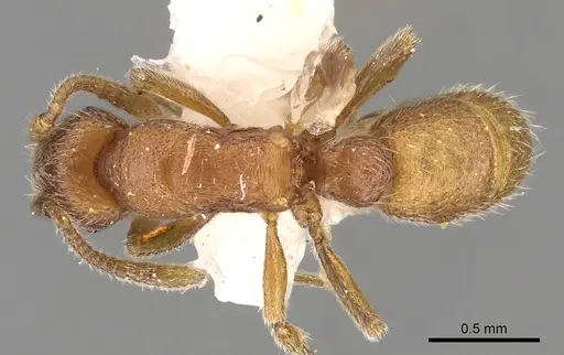 Holcoponera haytiana specimen