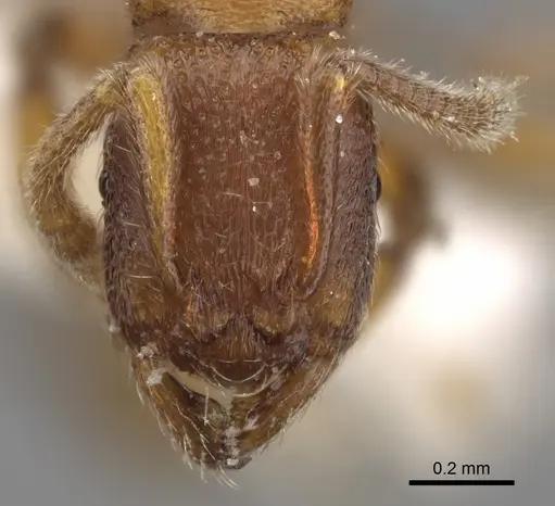 Holcoponera haytiana specimen