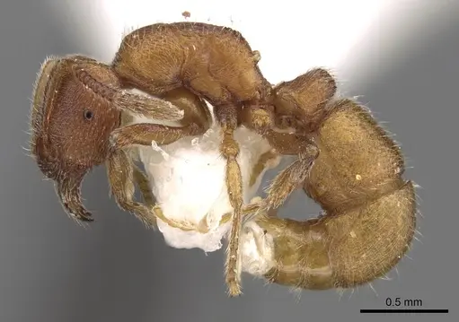 Holcoponera haytiana specimen