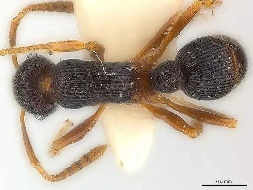 Holcoponera ilimani specimen