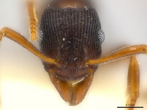 Holcoponera ilimani specimen