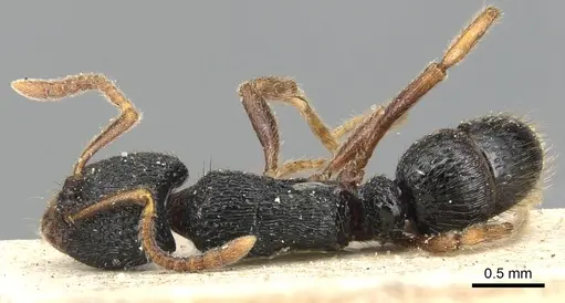 Holcoponera major specimen