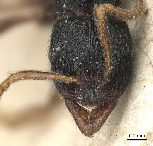 Holcoponera major specimen