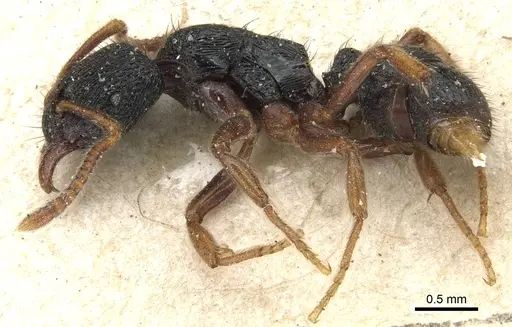 Holcoponera major specimen