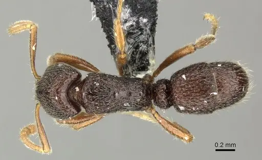 Holcoponera malaensis specimen