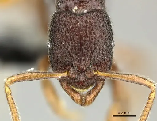 Holcoponera malaensis specimen