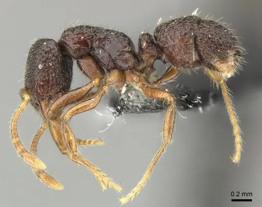 Holcoponera malaensis specimen