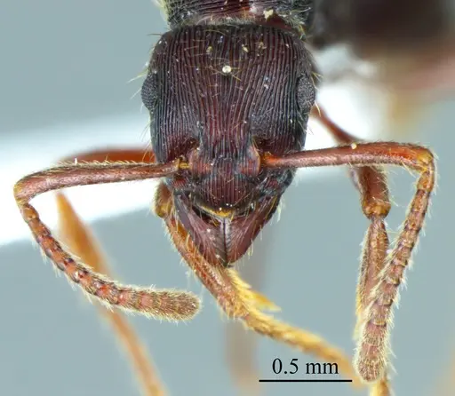 Holcoponera moelleri specimen