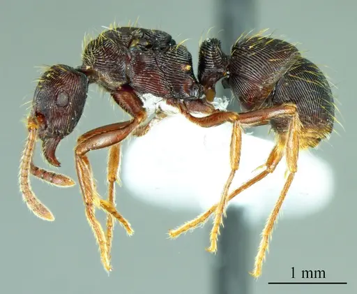 Holcoponera moelleri specimen