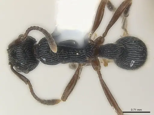 Holcoponera nigrivitrea specimen