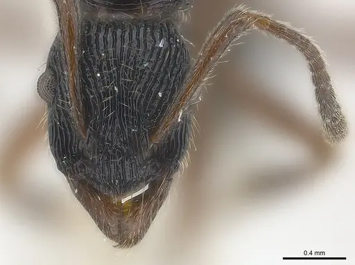 Holcoponera nigrivitrea specimen