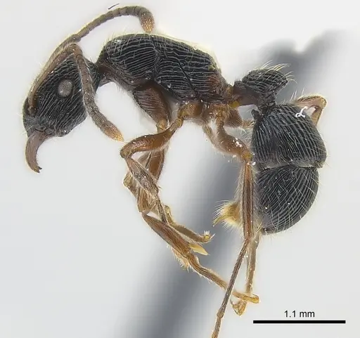 Holcoponera nigrivitrea specimen