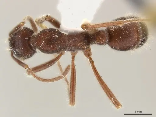 Holcoponera pilosa specimen