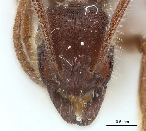 Holcoponera pilosa specimen