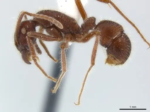 Holcoponera pilosa specimen