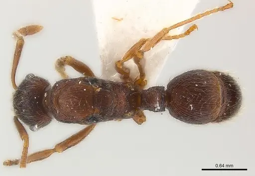 Holcoponera pittieri specimen
