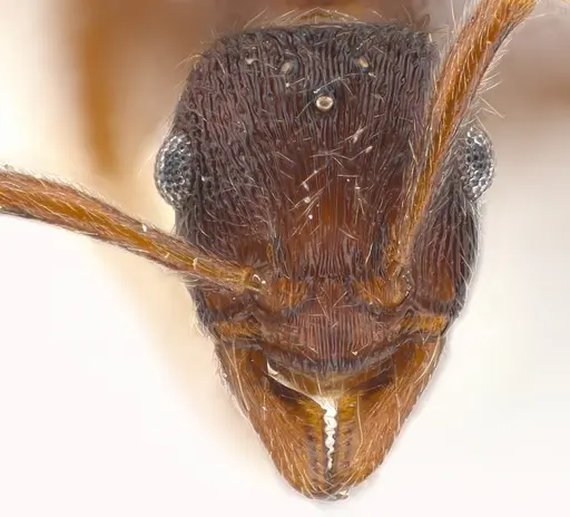 Holcoponera pittieri specimen