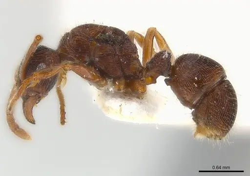 Holcoponera pittieri - CASENT0179991