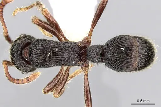 Holcoponera pittieri - CASENT0281218