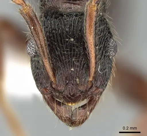 Holcoponera pittieri - CASENT0281218